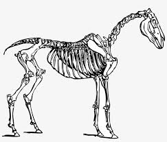 See more ideas about coloring pages, coloring pages for kids, skeleton. Image Freeuse Stock Crow Clipart Skeleton Horse Skeleton Coloring Page Transparent Png 2398x1932 Free Download On Nicepng