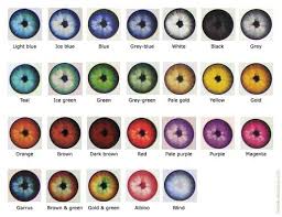 human eye colours writing characters writing inspiration