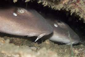 White Spotted Bamboo Shark - Daniel Sasse White Spot Fish Pet Shark Jaws