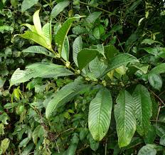 Image result for Pauridiantha