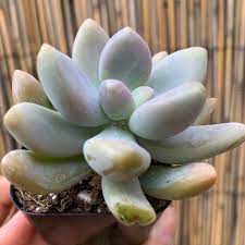 Check spelling or type a new query. Graptosedum Hybrid Blue Giant Succulent Etsy Succulents Succulents And Cacti Succulents Online
