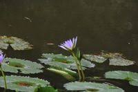 Image result for Nymphaea nouchali