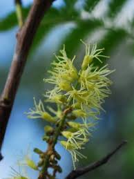 Image result for Elephantorrhiza elephantina