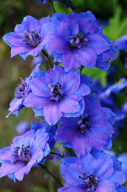 Delphinium Fenella Garden Buddies Forum Delphinium Flowers Beautiful Flowers Purple Flowers