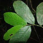 Image result for Polyceratocarpus