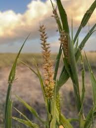 Image result for Cenchrus biflorus