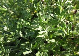 Image result for Erianthemum lanatum