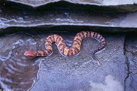 Check out our cottonmouth snake selection for the very best in unique or custom, handmade pieces from our art objects shops. Cottonmouths And Similar Looking Harmless Species