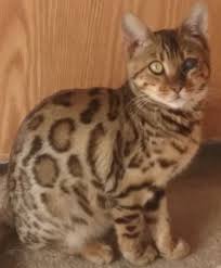 Find cats and kittens for sale, near you and across australia. Bengal Cats Mora Mn