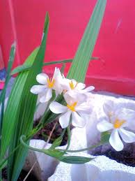 Image result for Eleutherine bulbosa