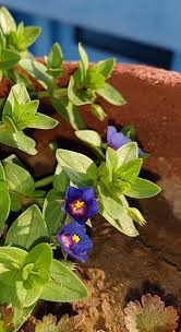 Image result for Anagallis serpens
