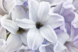 Wondering what type of flower to give on a special occasion? Hyacinth Flower Meaning Flower Meaning