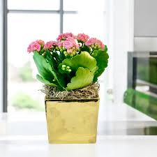 Image result for Kalanchoe calandiva
