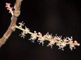 Image result for Maesobotrya