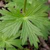 The plant gets its name from greek—the ancient greeks thought delphinium flowers looked like a dolphin. 3