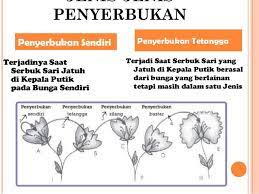 Maybe you would like to learn more about one of these? Gambar Bagian Bunga Kembang Sepatu Dan Cara Penyerbukan