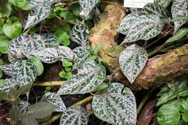 Jakarta daun sirih adalah salah satu daun herbal yang memiliki banyak manfaat yang bisa khasiat dari daun yang paling terkenal dengan khasiat pembersih kewanitaannya ini pun punya banyak varian yang baca juga: Kenali Manfaat Daun Sirih Merah Jyb Media