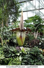 When a corpse flower blooms, the spadix heats up to temperatures of up to 98°f as the plant unleashes a stench akin to rotting flesh. Corpse Flower Amorphophallus Titanum Known As The Titan Arum Or Corpse Flower Is A Flowering Plant With The Largest Canstock