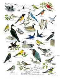 Birds Of The Bahamas Field Guide The Tiny Aviary Diana Sudyka Bird Prints Bird Drawings Spring Birds