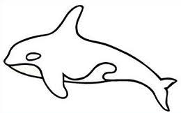Nov 01, 2018 · the killer whale or orca (orcinus orca) is a toothed whale belonging to the oceanic dolphin family, of which it is the largest member. Orca Whale Drawing Easy