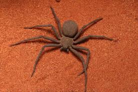 Giftigste spinne der welt in norma entdeckt: Sicarius Spinnen Und Ihre Wahre Todlichkeit My Animals