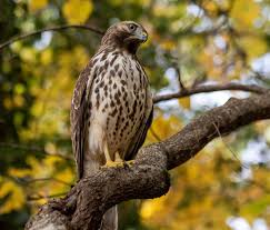 Hawks are from the family of eagles, secretary birds, kites and the old world vultures. 8 Species Of Hawk In North Carolina Bird Advisors