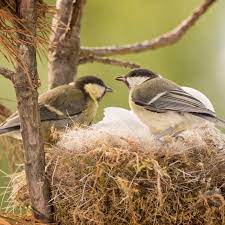 The giveaway clue is a mud cup about 3 inches across that in the summer is lined with a thin layer of fine grass. Bird Nest Identification