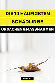 Die 10 Haufigsten Schadlinge Im Haus Schadlinge Schadlinge Im Haus Ungeziefer Im Haus