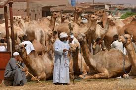 Minimum track length is 1000 meters. Al Ain City Tour Explore City Of Gardens With Museums Forts Camel Racetrack Dollar