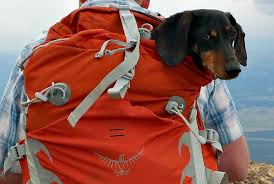 Backpacks and book bags are neat because they're practical, but they can also be very stylish. Backpacks For Carrying Dachshunds