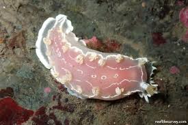 Image result for Tritonia moggii