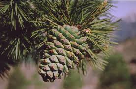 Maybe you would like to learn more about one of these? Pinus Gerardiana Wikipedia