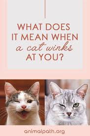 What Does It Mean When A Cat Winks At You In 2020 Cats Cat Parenting Cat Behavior