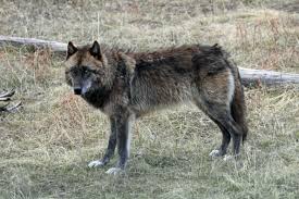A True Story About A Good Wolf Named Limpy Wolf Name Yukon Wolf Wolf