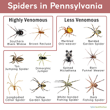 Short, bounding flights, alternates rapid wing beats with wings pulled to sides. Spiders In Pennsylvania List With Pictures