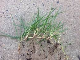 Rumput bermuda hibrida tidak banyak menghasilkan biji dalam proses perkembangbiakannya, rumput ini lebih mengandalkan stolon dan rimpang untuk. Bermuda Grass Facts And Health Benefits