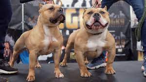 We have 6 beautiful xl bully puppies available, there's are currently 6 weeks old. Ibkc American Bully Show Ireland 2020 Youtube
