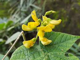 Image result for Rhynchosia holstii