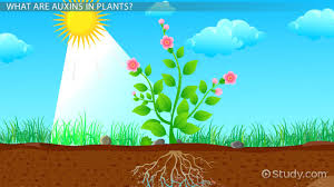 Auxins In Plants Definition Functions Video Lesson Transcript Study Com