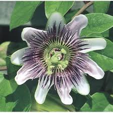 Jun 29, 2020 · passiflora caerulea is a white, blue, and green flower that will bloom between july and october. Purple Passion Flower L9171 In The Vines Department At Lowes Com