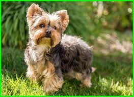 Pada kesempatan lain saya akan perbanyak kumpulan. 25 Gambar Anjing Lucu Ideas Dogs Animals Dog Breeds