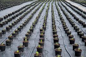 The number one thing i have been asked this year is what is that black stuff. so here are all the landscape fabric questions answered! Landscape Fabric In The Garden What It Is Pros Cons And How To Use Trees Com
