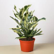 Image result for Croton triqueter