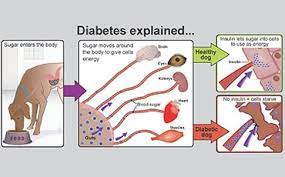 Nutrition plays a crucial role in preventing & controlling diabetes. Diabetes In Dogs Pdsa