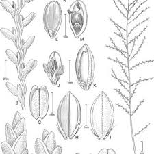 Image result for Brachyachne patentiflora