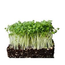 Image result for Microcharis