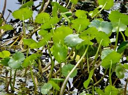 Image result for Hydrocotyle ranunculoides