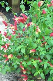Red Shrimp Plant False Hope Shrimp Plant Shrimp Bush Hummingbird Plants Plants Trees To Plant