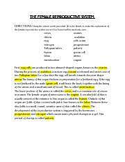 Emily Leinhauser The Female Reproductive System The Female Reproductive System Directions Using The Sixteen Words Provided Fill In The Blanks To Course Hero