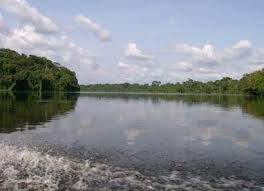 Image result for Thomandersia congolana